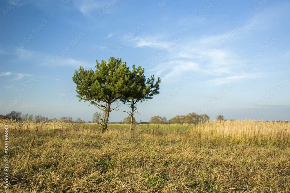Two small coniferous trees and dry grass on the meadow