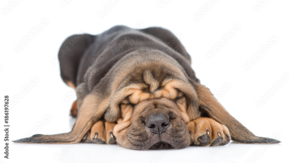 Sleeping bloodhound puppy. isolated on white background - obrazy, fototapety, plakaty 