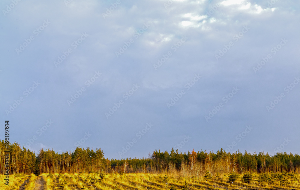 Obraz premium Gloomy sky over field and forest.