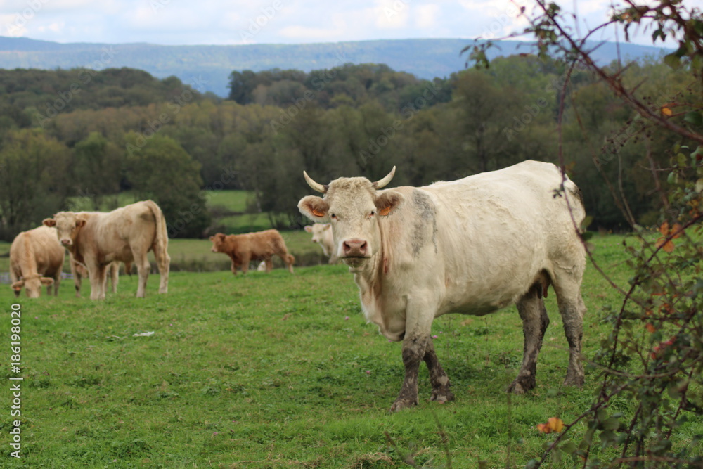 les vaches intriguées 