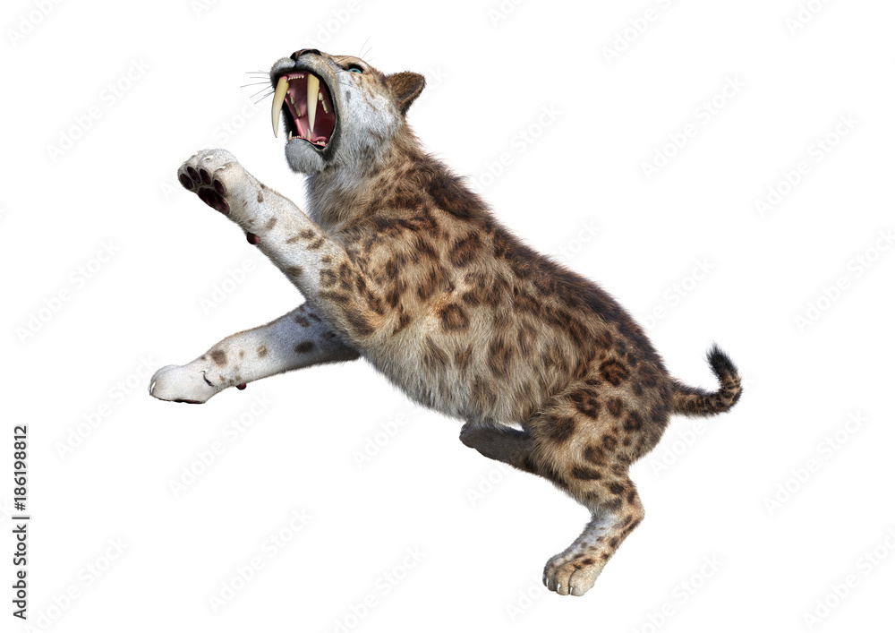 Obraz premium 3D Rendering Sabertooth Tiger on White