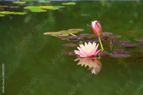 Pink waterlily and bud