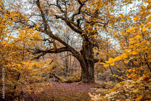 urwald sababurg 5