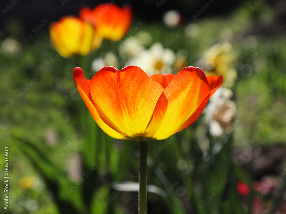 Flowering hybrid tulip Flowering hybrid tulip