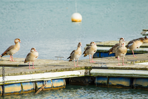 Foto Wild geese are on a wooden pier