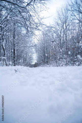 Snow-covered forest on a winter day