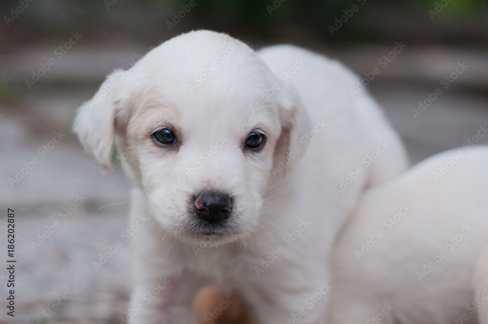 cuccioli di cane trovati abbandonati un bosco in una scatola di cartone cuccioli di cane trovati abbandonati un bosco in una scatola di cartone