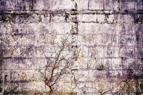 Old concrete grunge wall with dried plants, vintage color toned abstract background or texture.
