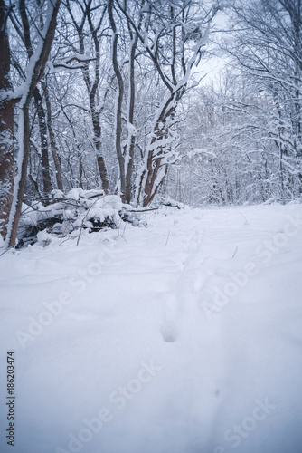 Snow-covered forest on a winter day © prokop.photo