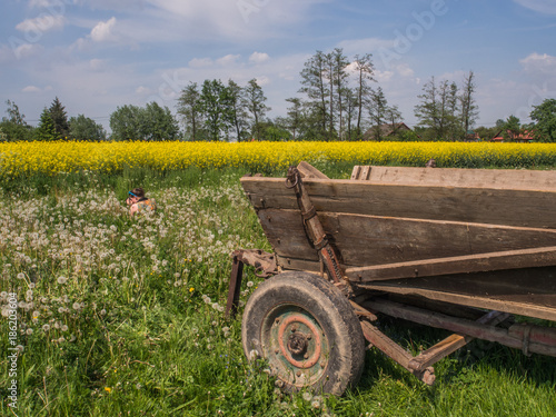 Fotografia Field of rapeseed