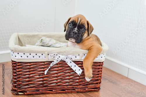 Brown German Boxer Puppy