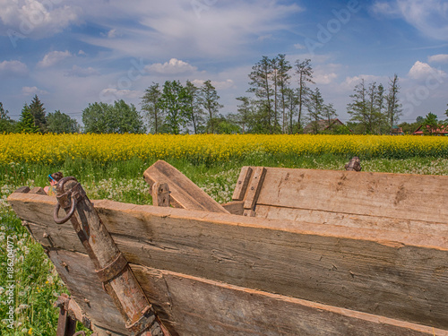 Fotografie Field of rapeseed