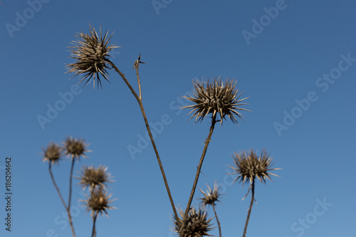 dired thistles against a winter blue sky in Iznik  Turkey