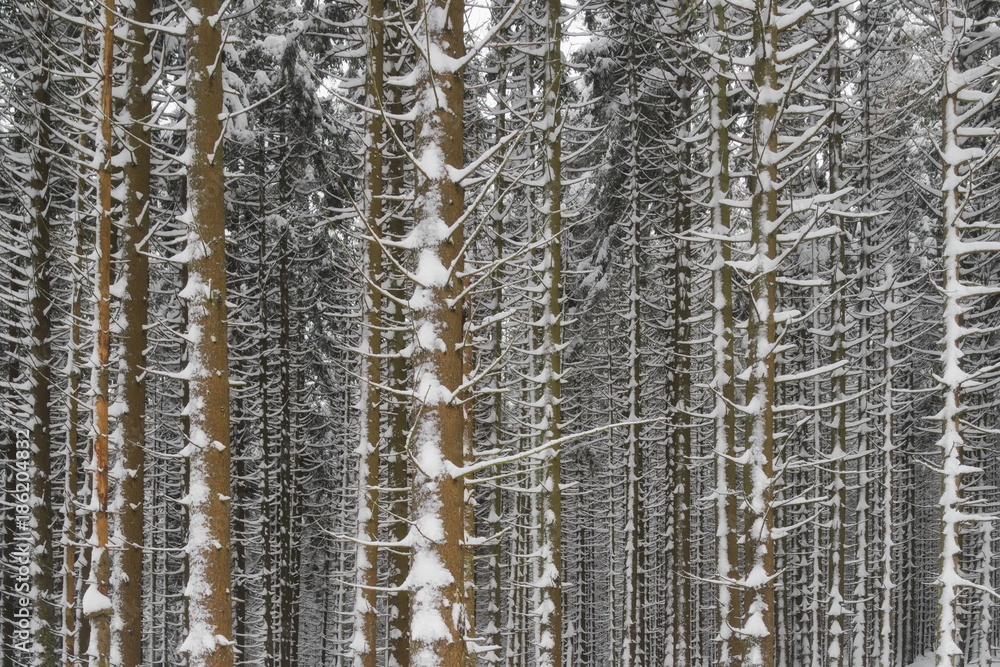 Fototapeta premium Winterwald im Harz, Deutschland