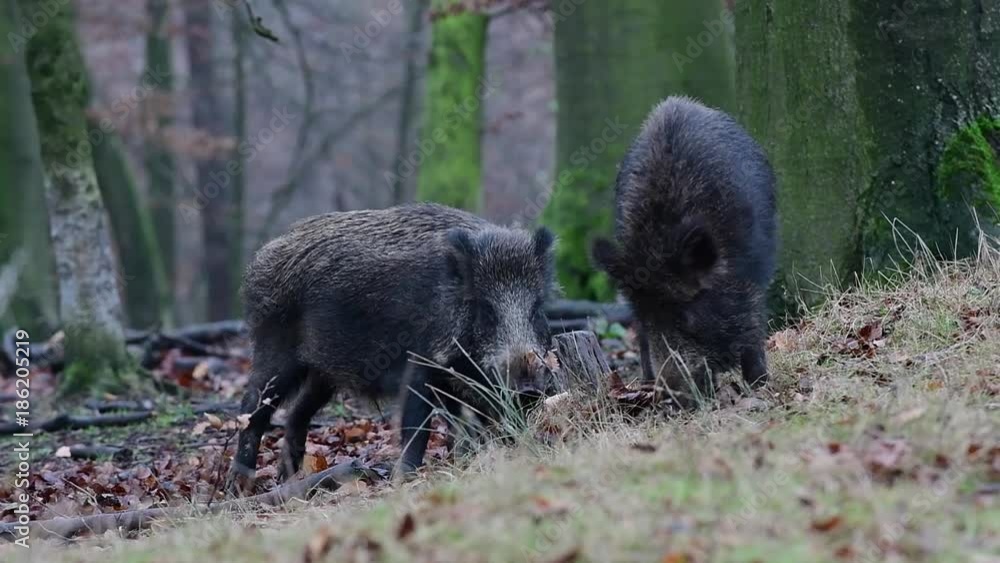 Wildschwein kratzt sich am Baumstumpf, Schwarzwild, Dezember, (Sus scrofa) Wildschwein kratzt sich am Baumstumpf, Schwarzwild, Dezember, (Sus scrofa)