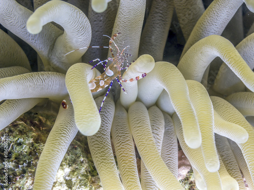 spotted cleaner shrimp photo