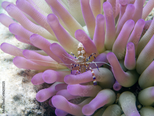 spotted cleaner shrimp photo