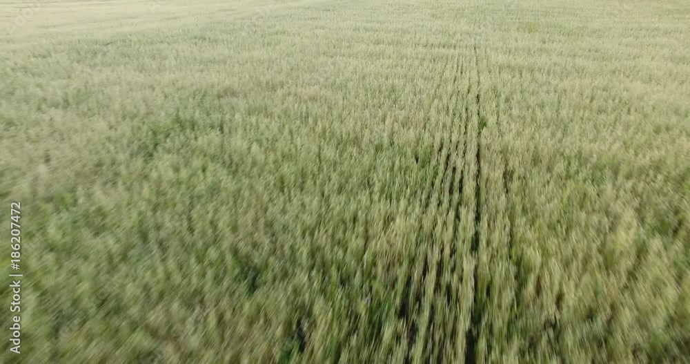green field view from the drone green field view from the drone