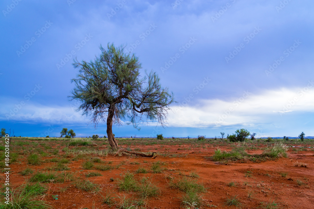 Φωτογραφία A lone Hakea tree during twilight hour in the Pilbara region of North Western Australia, near the mining towns of Marble Bar and Port Hedland