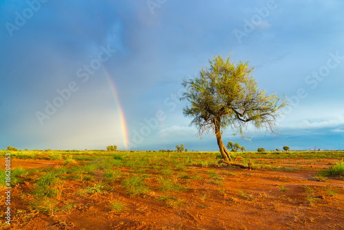 A lone Hakea tree during twilight hour in the Pilbara region of North Western Australia, near the mining towns of Marble Bar and Port Hedland.