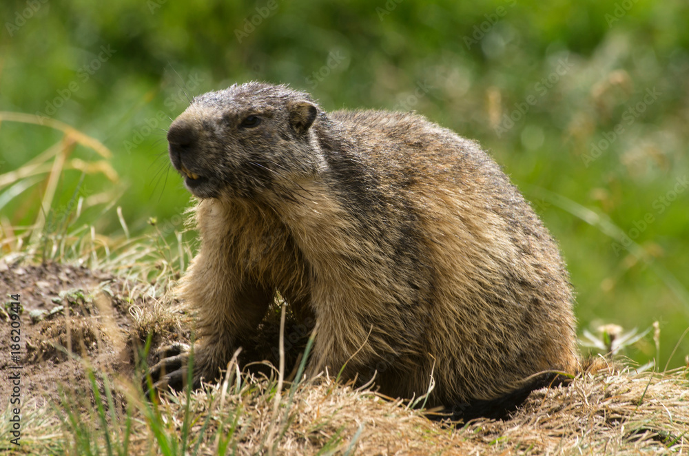 Fototapeta premium Marmotte au Caro_03