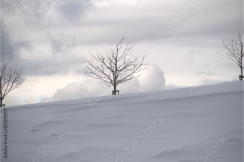 Baum im Schnee © MEISTERFOTO
