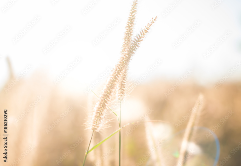 fresh tropical meadow background fresh tropical meadow background