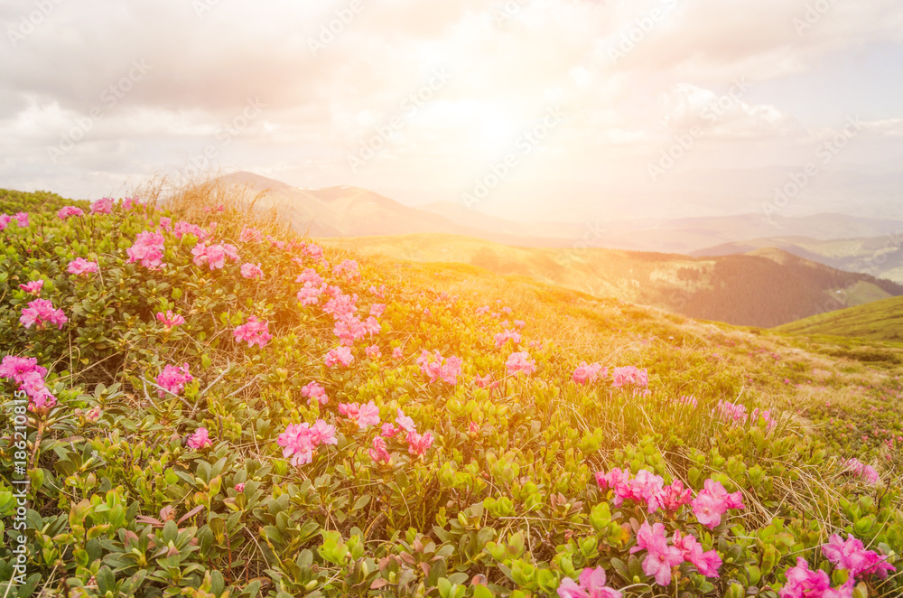 Colorful summer sunrise with fields of blooming rhododendron flowers. Amazing outdoors scene in the Carpathian mountains, Ukraine, Europe. Beauty of nature concept background.