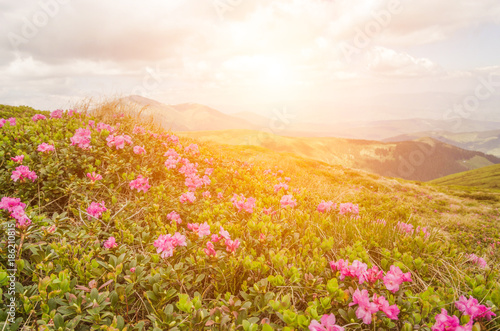 Colorful summer sunrise with fields of blooming rhododendron flowers. Amazing outdoors scene in the Carpathian mountains  Ukraine  Europe. Beauty of nature concept background.