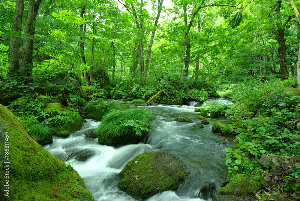奥入瀬 初夏 緑 川 癒し 森 山 日本 風景 Photos Adobe Stock