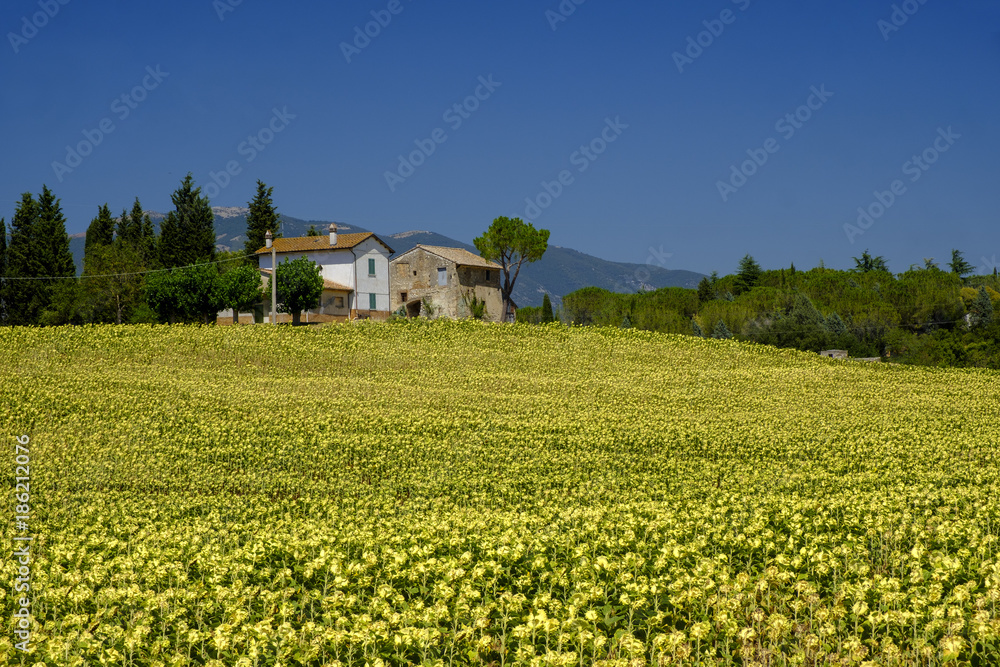 Typical farm in Umbria (Italy) at summer Typical farm in Umbria (Italy) at summer