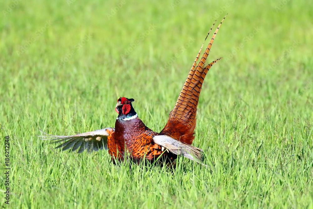 Fototapeta premium Landscape with wild pheasant (Phasianus colchicus) on a grassland in Ukraine, 2017.