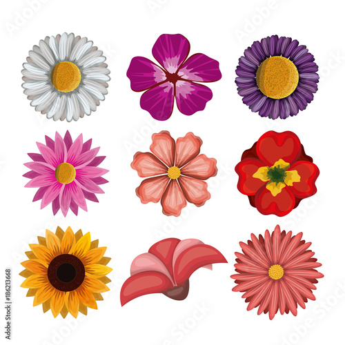 colorful flowers set in white background