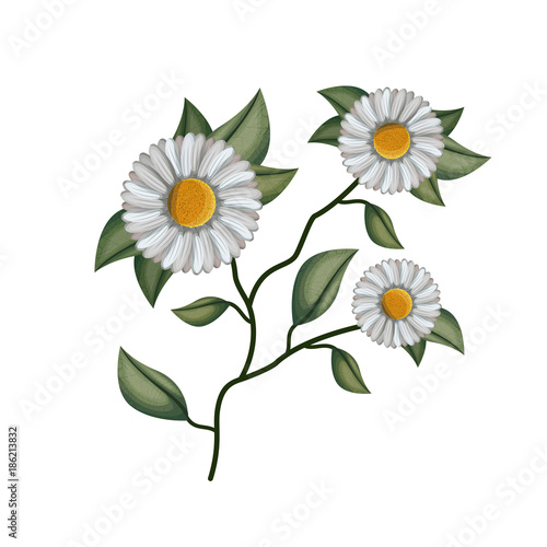 chamomile flower plant in white background
