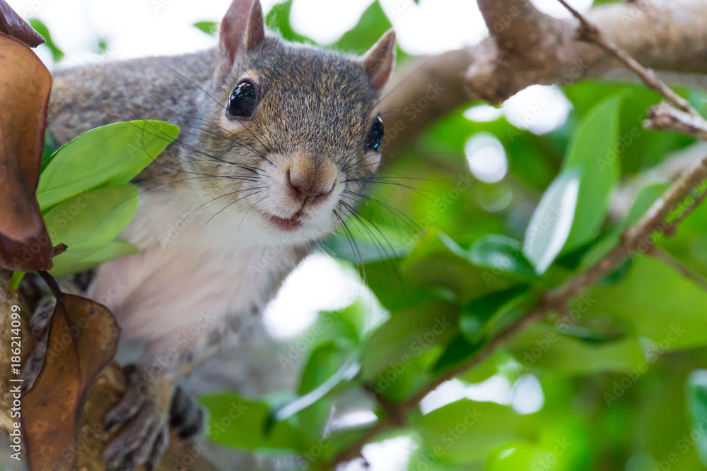 USA, Florida, Curious squirrel with brown fur sitting on a tree between green leaves USA, Florida, Curious squirrel with brown fur sitting on a tree between green leaves
