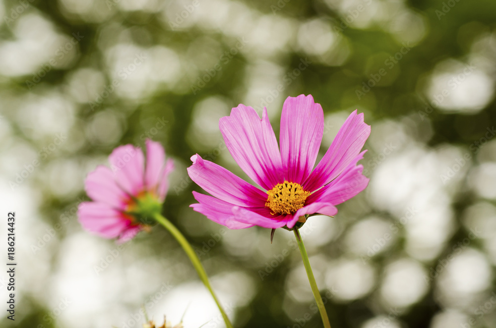Pink Cosmos Flower with Blurred Background Pink Cosmos Flower with Blurred Background