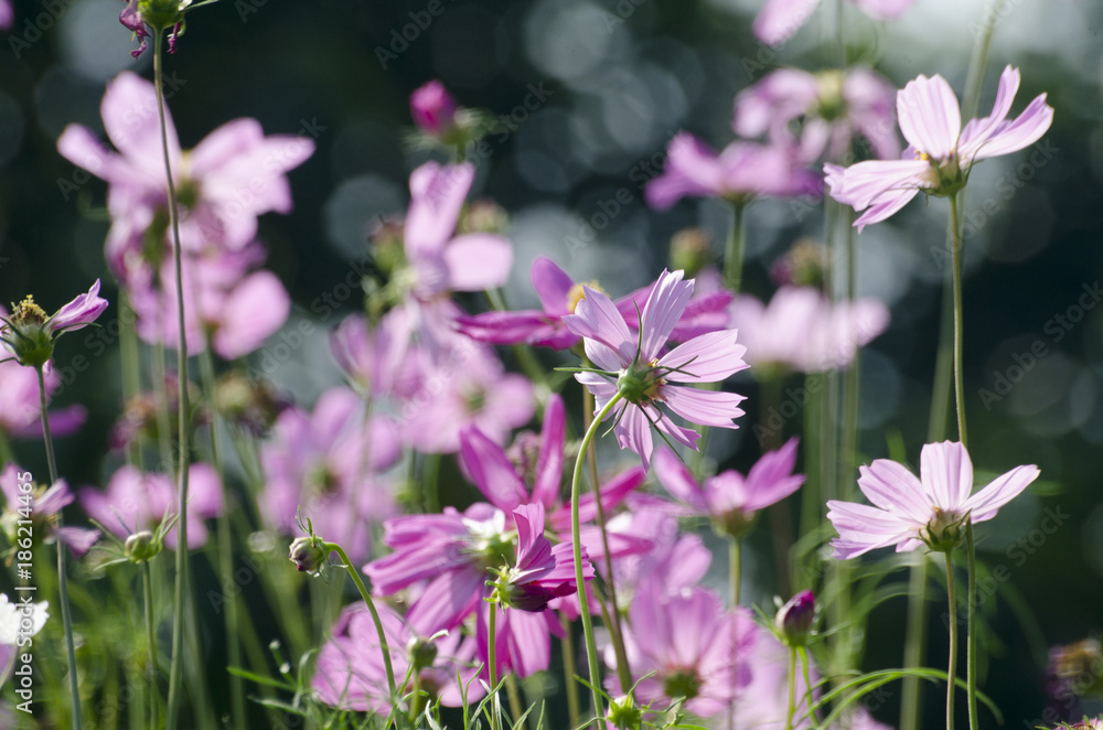 Fototapeta premium Pink Cosmos Flower with Blurred Background