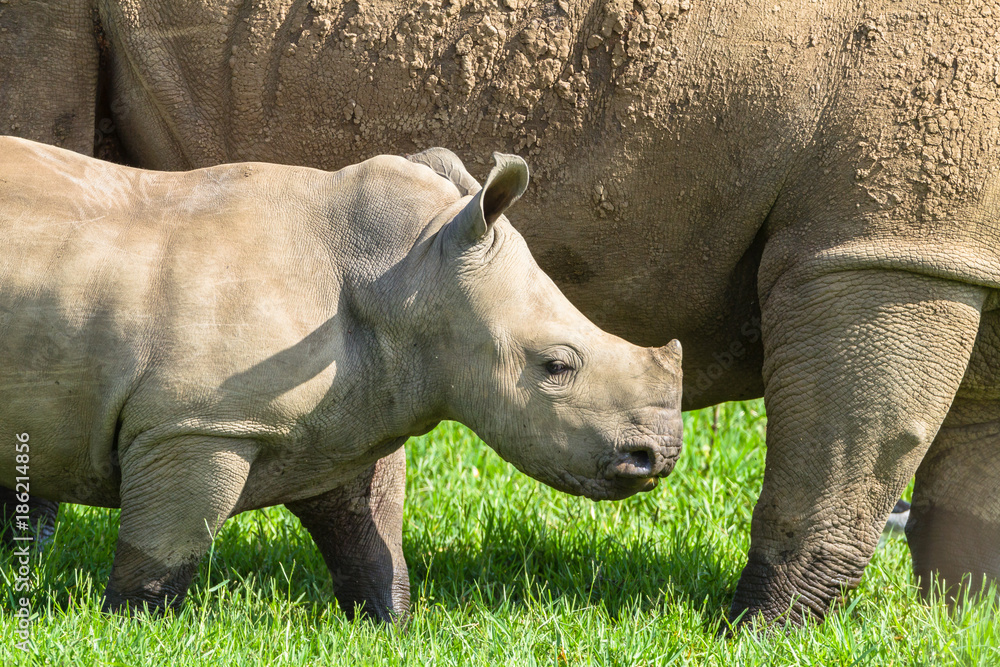 Obraz premium Rhino Calf Wildlife Animals