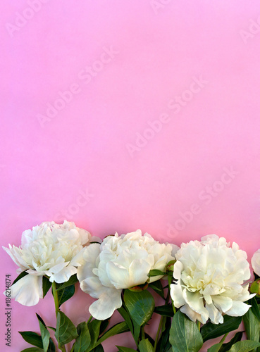 White peonies on a of pink paper background with space for text. Top view, flat lay.