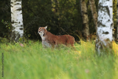 The wild nature of Europe. Beautiful nature of Czech. Photo was taken in the Czech Republic. Occurrence is in the whole of Europe.