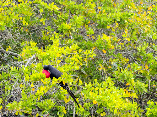 male Fregata magnificens, Magnificent frigatebird in branches of mangrove, Santa Cruz, Galapagos, Ecuador.