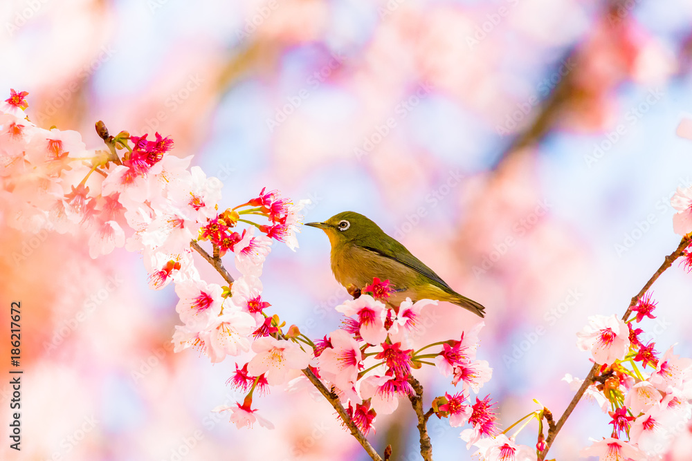 Japanese White-eye.The background is cherry blossoms. Located in Tokyo Prefecture Japan.