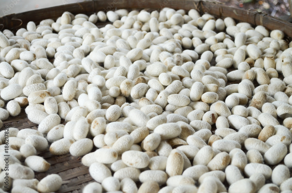 These silk worm would be transformed to silk by boiling method.