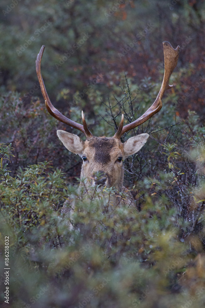 Naklejka premium Oh deer, you don't see me