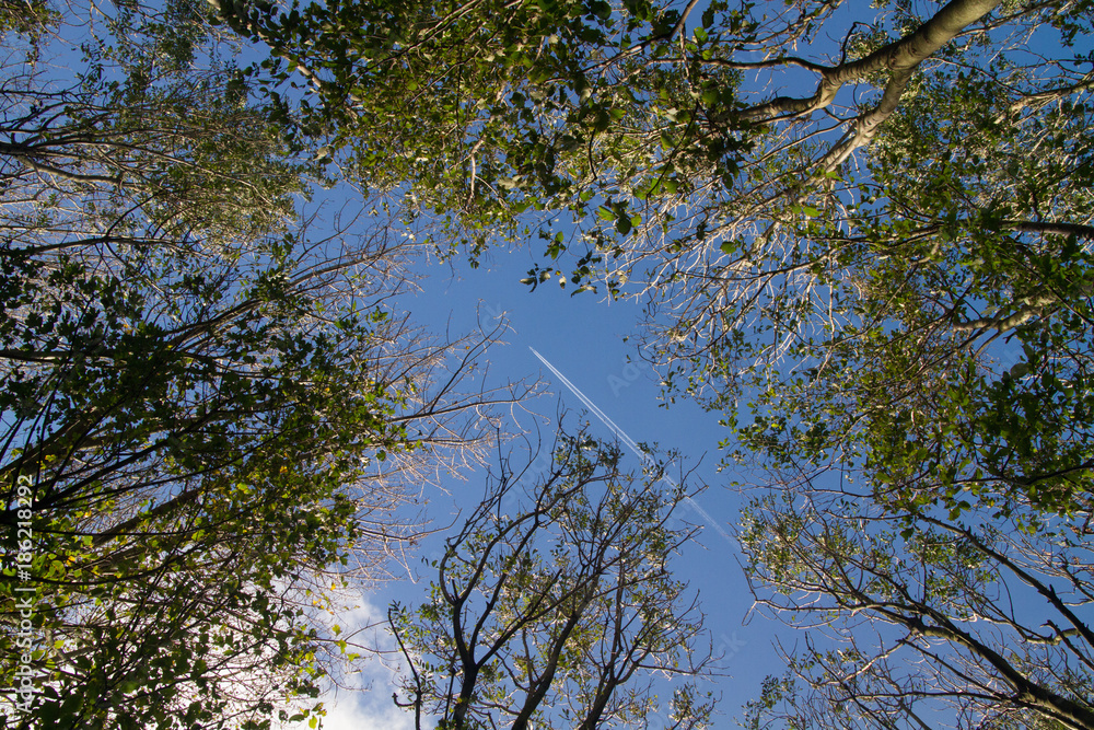 Obraz premium just between the trees