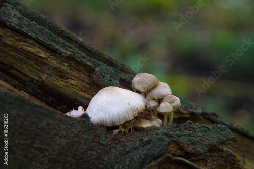 mushrooms © mike