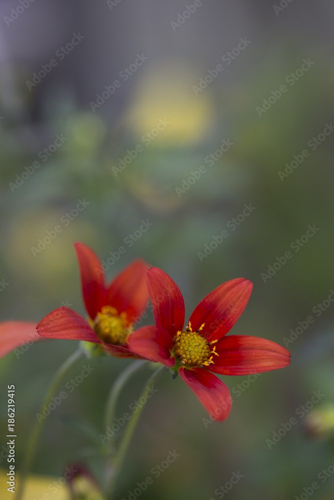 Orange and yellow flowers green background Orange and yellow flowers green background
