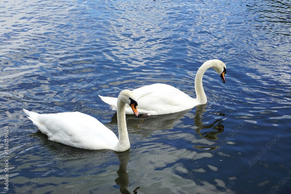 Pair of swans swimming on a lake Pair of swans swimming on a lake