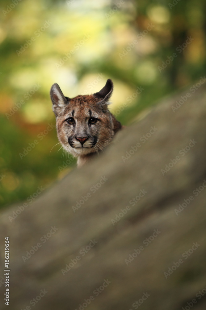 Obraz premium Cougar is the largest feline of North America. 
