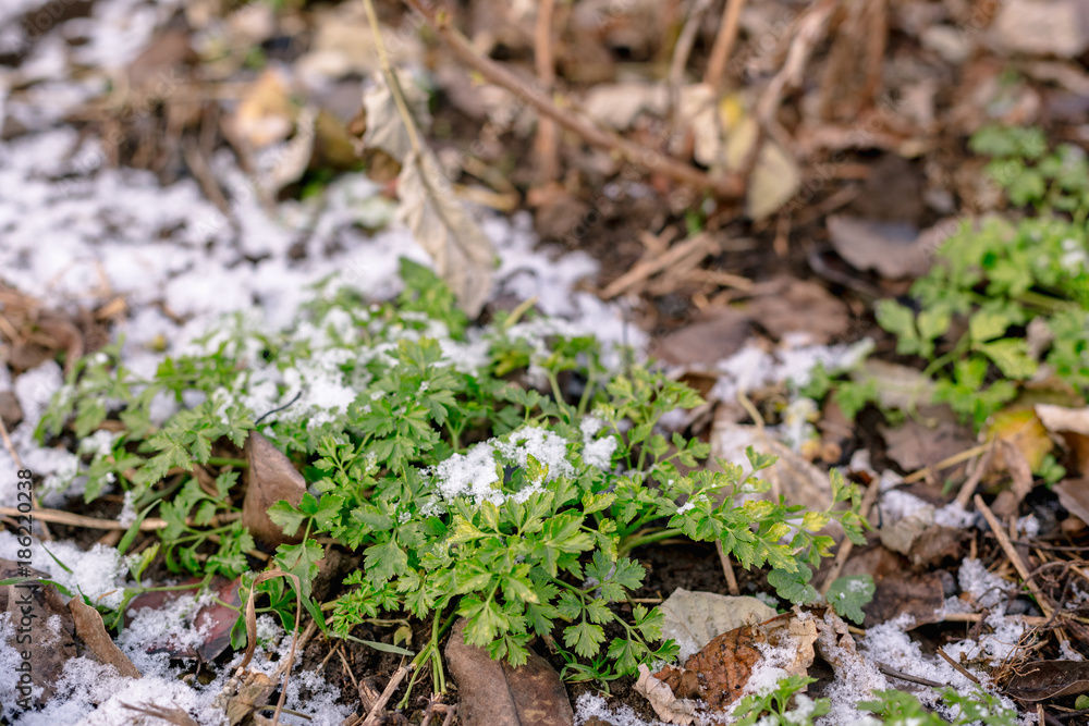 Green parsley in the garden is covered with snow. Green parsley in the garden is covered with snow.